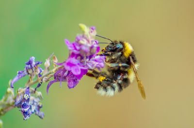 Close-up of honey bee on purple flower