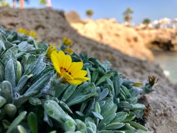 Close-up of plants on beach