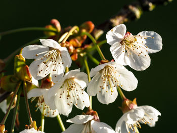 Close-up of white flowers