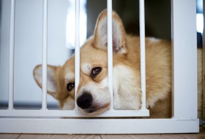 Close-up portrait of puppy