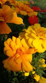 Close-up of marigold blooming outdoors