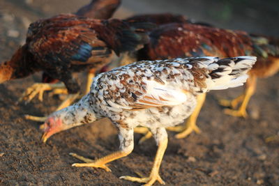 Close-up of a chiken