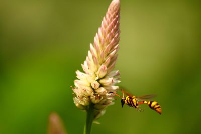 Close-up of butterfly pollinating on flower