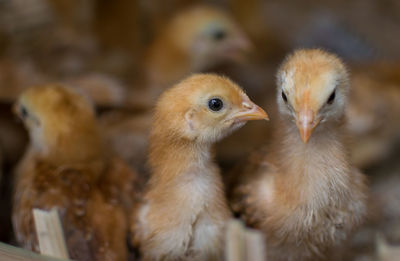 Close-up of baby chickens