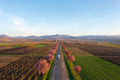 Gyongyostarjan, hungary - aerial view about beautiful blooming plum trees by the road.