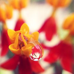 Close-up of yellow flower blooming outdoors