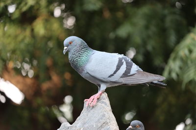 Close-up of pigeon perching