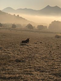 Silhouette of a horse on landscape