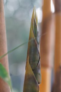 Close-up of leaf on plant