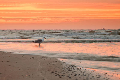 Seagull on beach at sunset