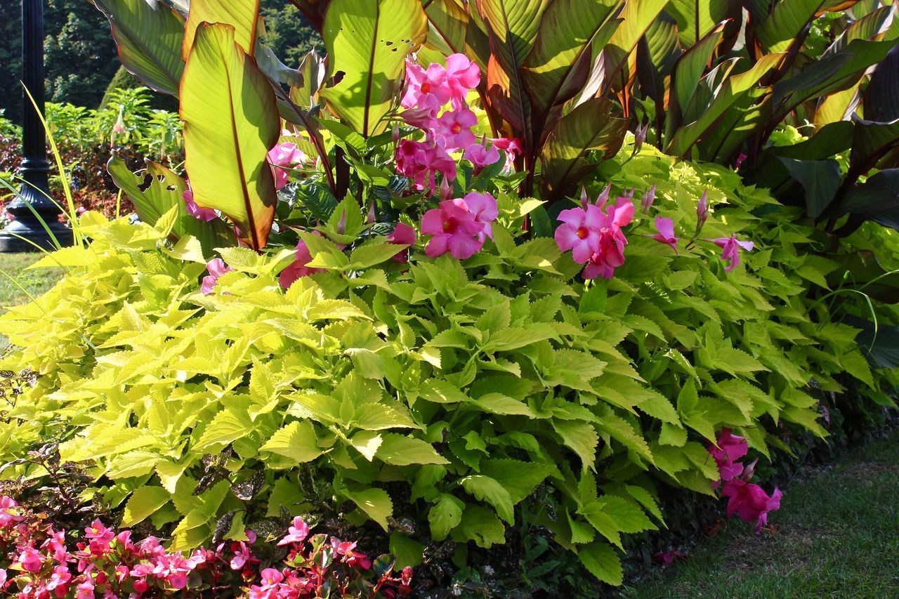 CLOSE-UP OF PINK FLOWERING PLANTS IN SUNLIGHT