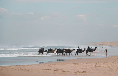 Group of camel on beach