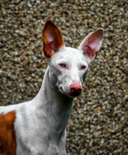 Close-up portrait of a dog