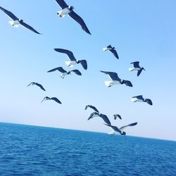 Low angle view of seagulls flying over sea