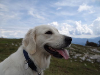 Close-up of dog against sky