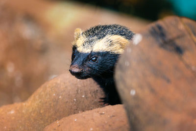 Close-up of black outdoors