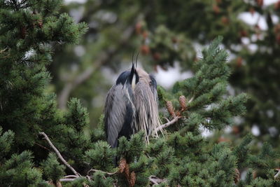 Heron perching on a tree