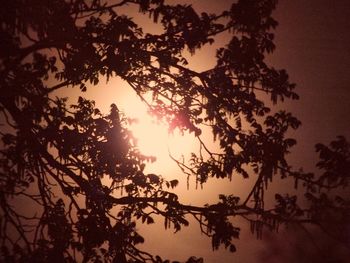 Silhouette trees against sky