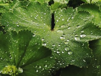 Close-up of wet plant leaves during rainy season