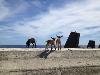 Horses standing in a row