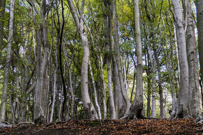 View of trees in forest