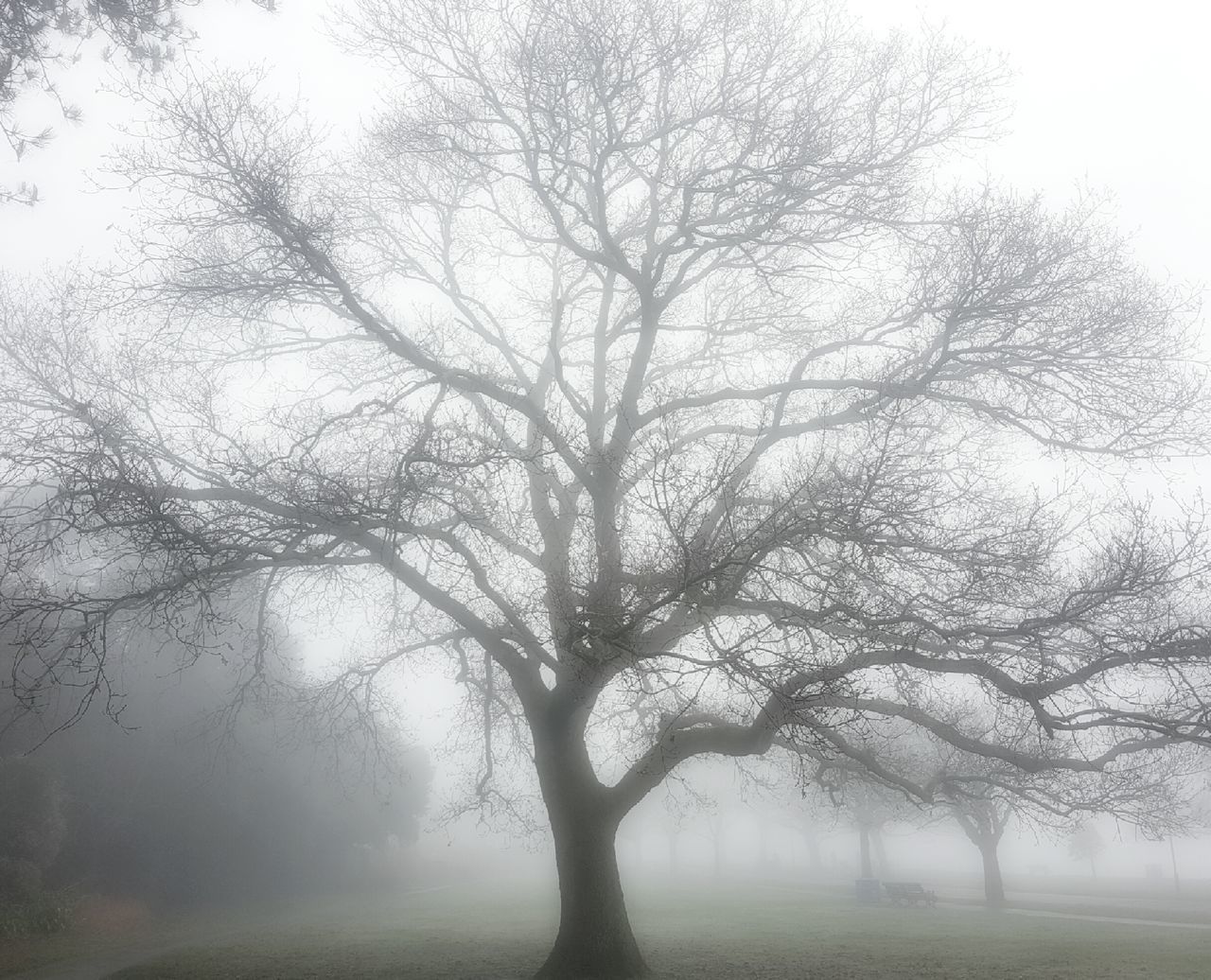 Fog and sunlight