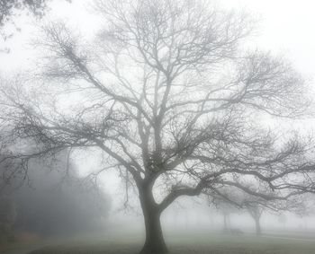Trees against sky