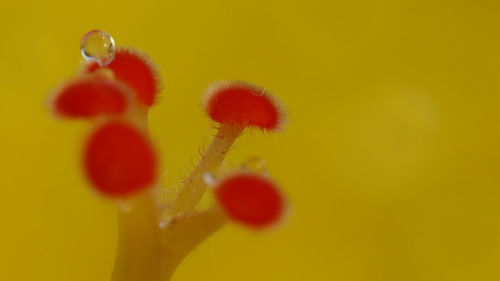 Close-up of yellow flowers