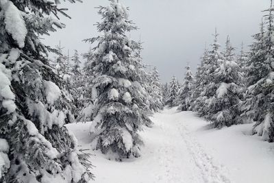 Trees on snow covered landscape