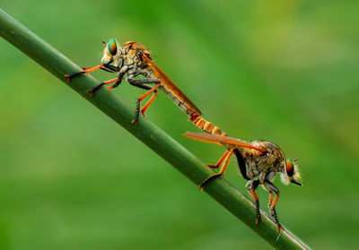 Close-up of insect on plant