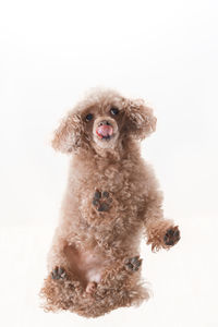 Portrait of dog against white background