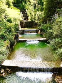 Scenic view of river amidst trees