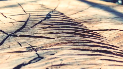 Full frame shot of dry leaf on land