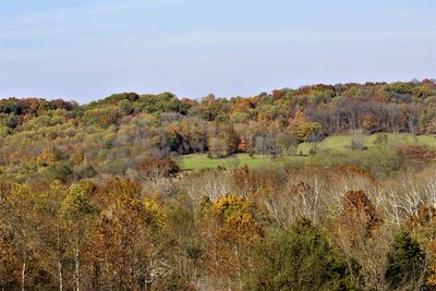 Scenic view of forest against sky