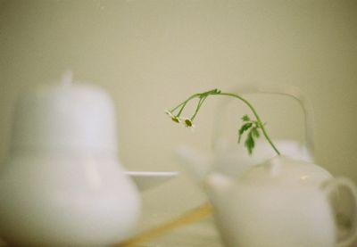 Close-up of insect on white flower