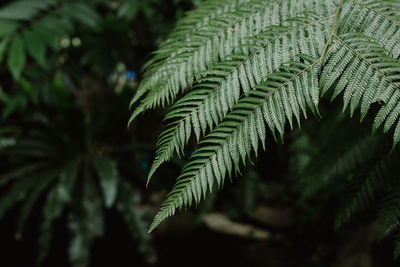 Close-up of fern leaves on tree