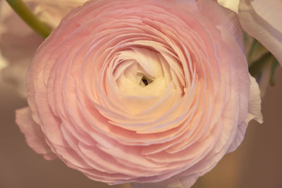 Close-up of pink rose
