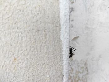 Close-up of fly on wall