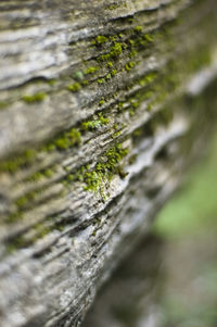 Close-up of moss growing on tree trunk
