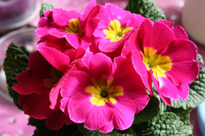 Close-up of pink flowers blooming outdoors