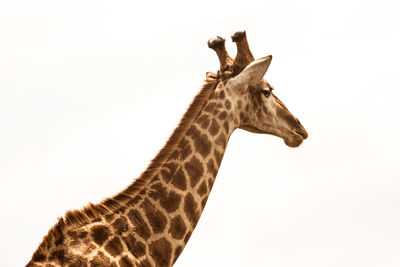 Low angle view of giraffe against clear sky