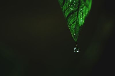 Close-up of water drops on leaf