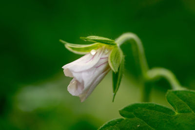 Close-up of flowering plant