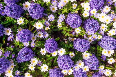 High angle view of purple flowering plants