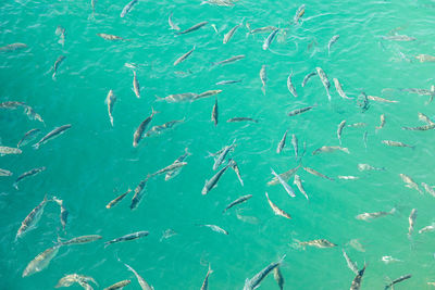 Full frame shot of fishes swimming in sea