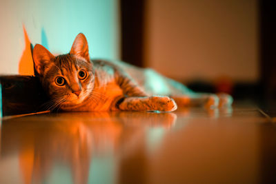 Portrait of cat sitting on table