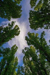 Low angle view of trees against sky