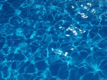 High angle view of jellyfish swimming in pool