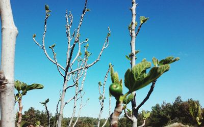 Low angle view of bare tree against clear blue sky