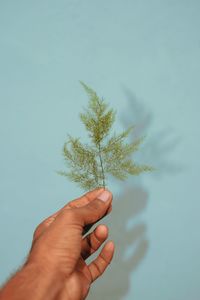 Cropped hand holding plant against wall